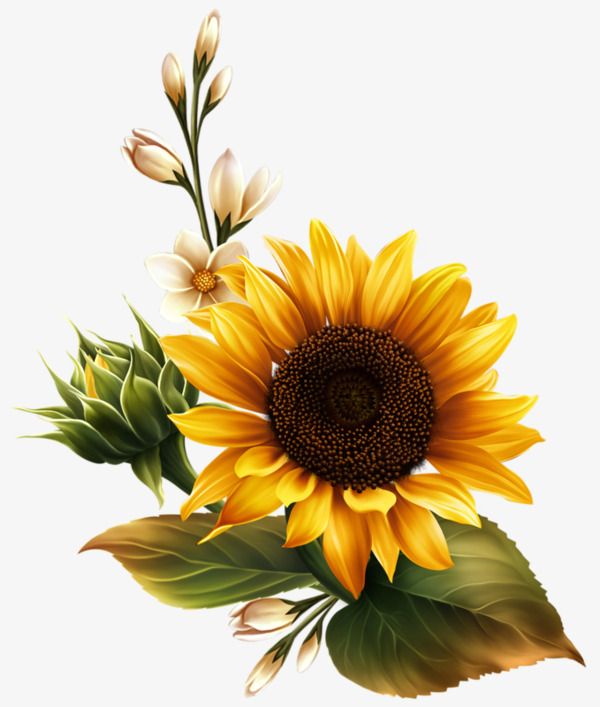A Picture Of The Sunny Png Png Png Free Download PNG Images,  One, To The, Flowe