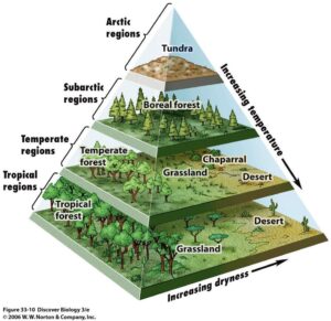 A Pyramid Map of the World’s Biomes HD Wallpaper