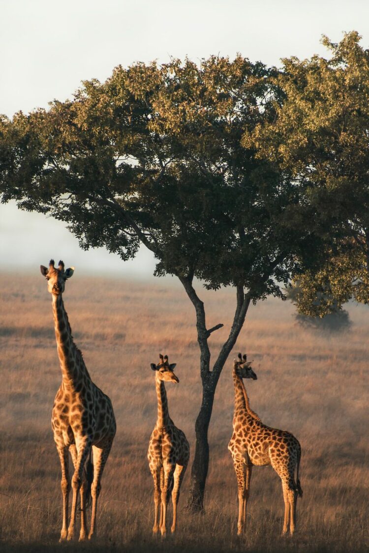 A Tower Of Giraffe Images