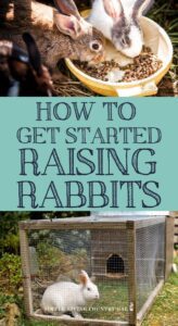 A beginner’s guide to raising backyard rabbits on your homestead. Images
