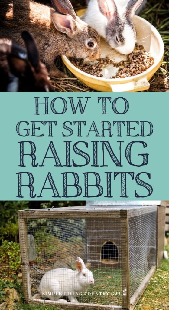 A Beginners Guide To Raising Backyard Rabbits On Your Homestead