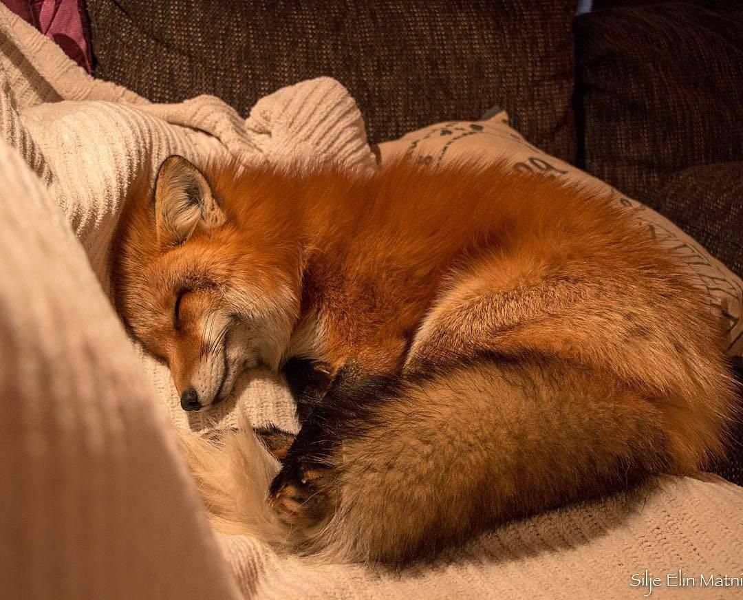 A cozy Red Fox