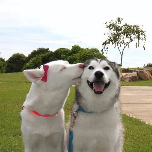 A Cute Kiss Images