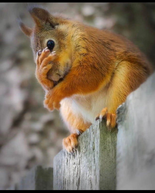 🔥 A squirrel thinking about how bad , has been,