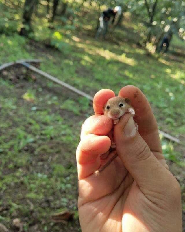 A Very Small Cute Hamster Images