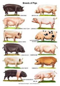 A4 Laminated Posters,Horses, Goats and Pigs HD Wallpaper