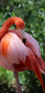 About Wild Animals: A flamingo grooming feathers HD Wallpaper
