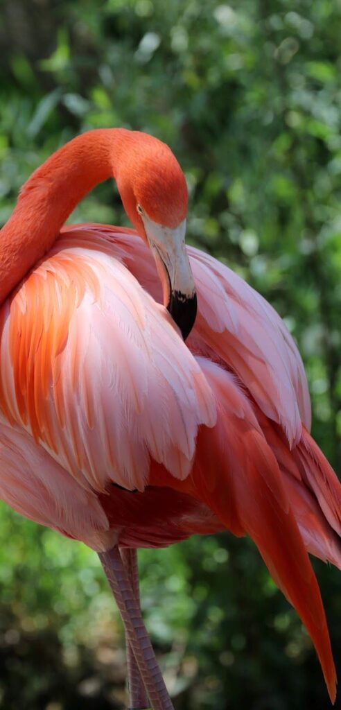 About Wild Animals: A Flamingo Grooming Feathers
