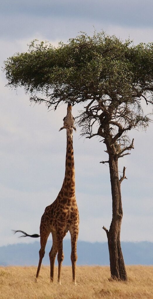 About Wild Animals: A Giraffe Reaching Out To Leaves On A Tree