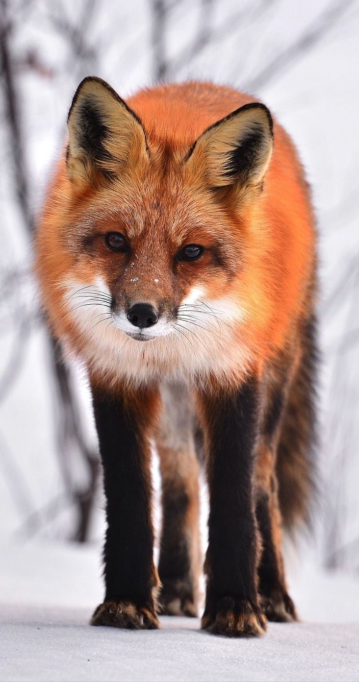 About Wild Animals: Cute red fox