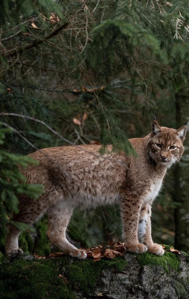 About Wild Animals: Picture Of A Bobcat