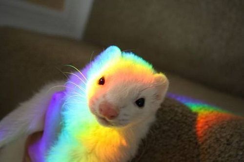 Adorable Ferret That Will Make You Want Adopt One