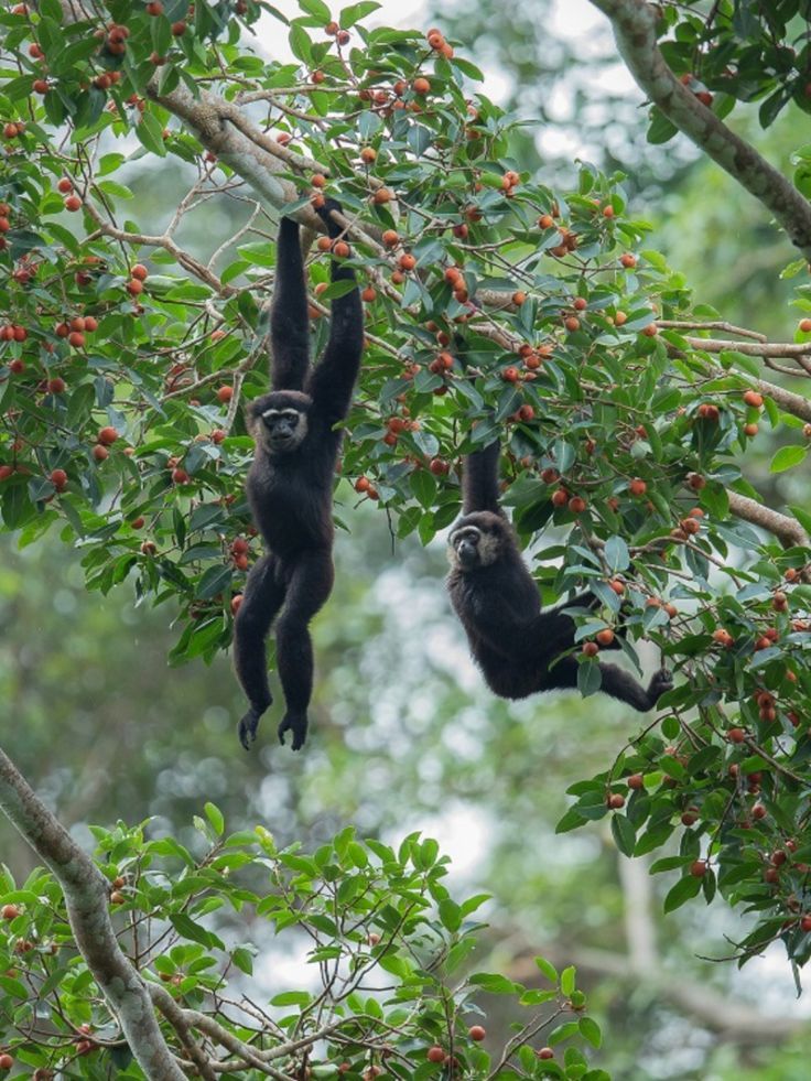 Agile Gibbon, Hylobates Agilis - New England Primate Conservancy
