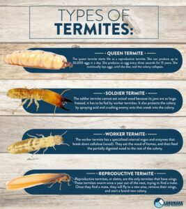 All About Termites , How to Get Rid of an Infestation HD Wallpaper
