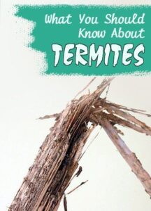 All About Termites and Clean Up with The Bagster Bag HD Wallpaper
