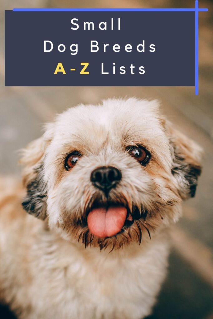 All Small Dog Breeds Az With Images