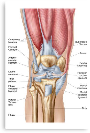 Anatomy Of Human Knee Joint. Metal Print by StocktrekImages