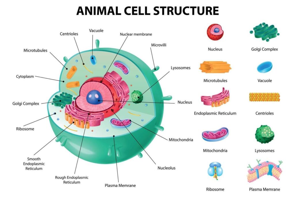 Animal Cell Anatomy