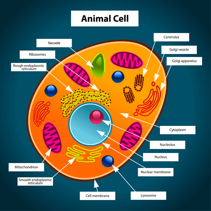 Animal Cell – Handout