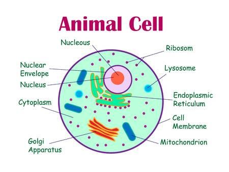 Animal cell diagram. illustration HD Wallpaper
