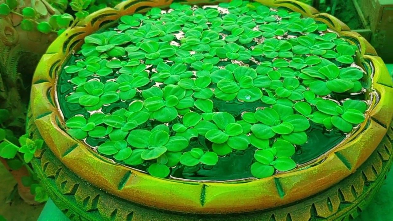 Aquatic plant Water Lettuce,water cabbage draft,pistia,jalpari,V,60🌹🌷🏵️💐💐 Images