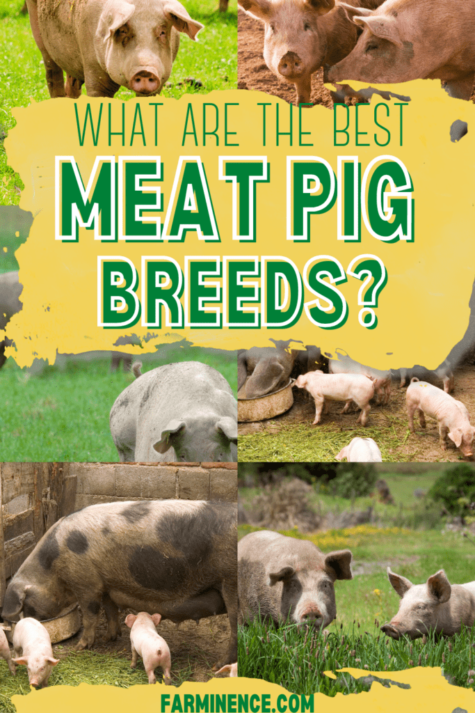Are You Raising Pigs For Meat? Looking For The Best Pig Breed For Meat?