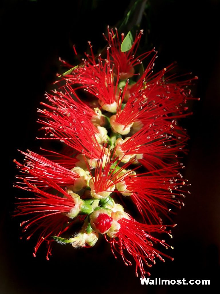 Australian Native Flowers Wallpapers Pictures Images Photos 1