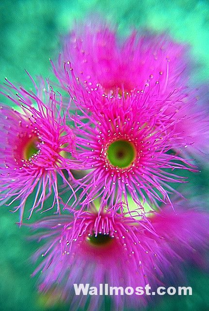 Australian Native Flowers Wallpapers Pictures Images Photos 14