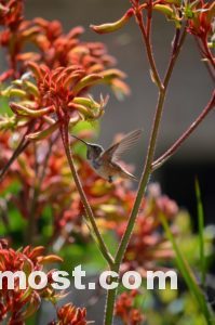 Australian Native Flowers Wallpapers Pictures Images Photos 15