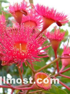 Australian Native Flowers Wallpapers Pictures Images Photos 21