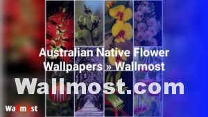 Australian Native Flowers