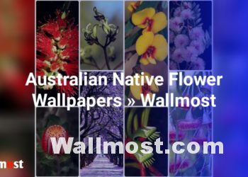 Australian Native Flowers Wallpapers, Pictures, Images &Amp; Photos