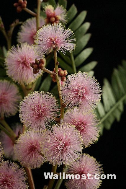 Australian Native Flowers Wallpapers Pictures Images Photos 8