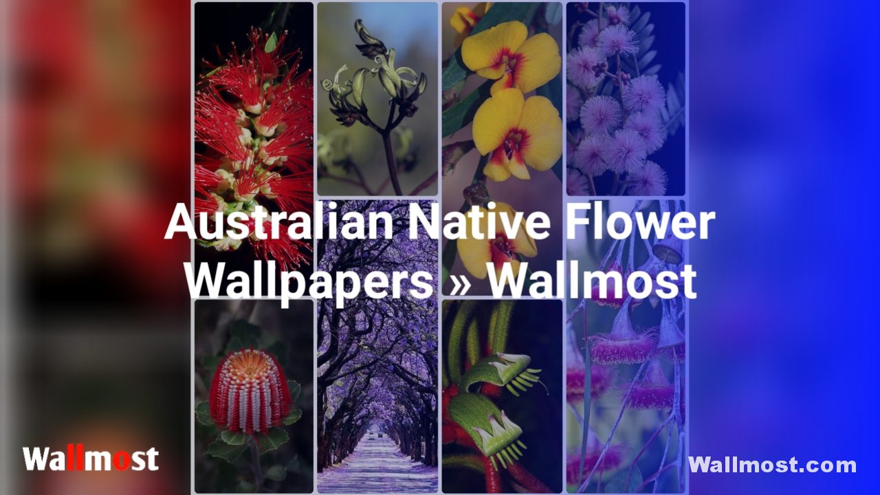 Australian Native Flowers Wallpapers, Pictures, Images & Photos