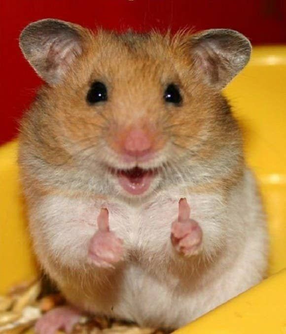 Awesome Hamsters Images