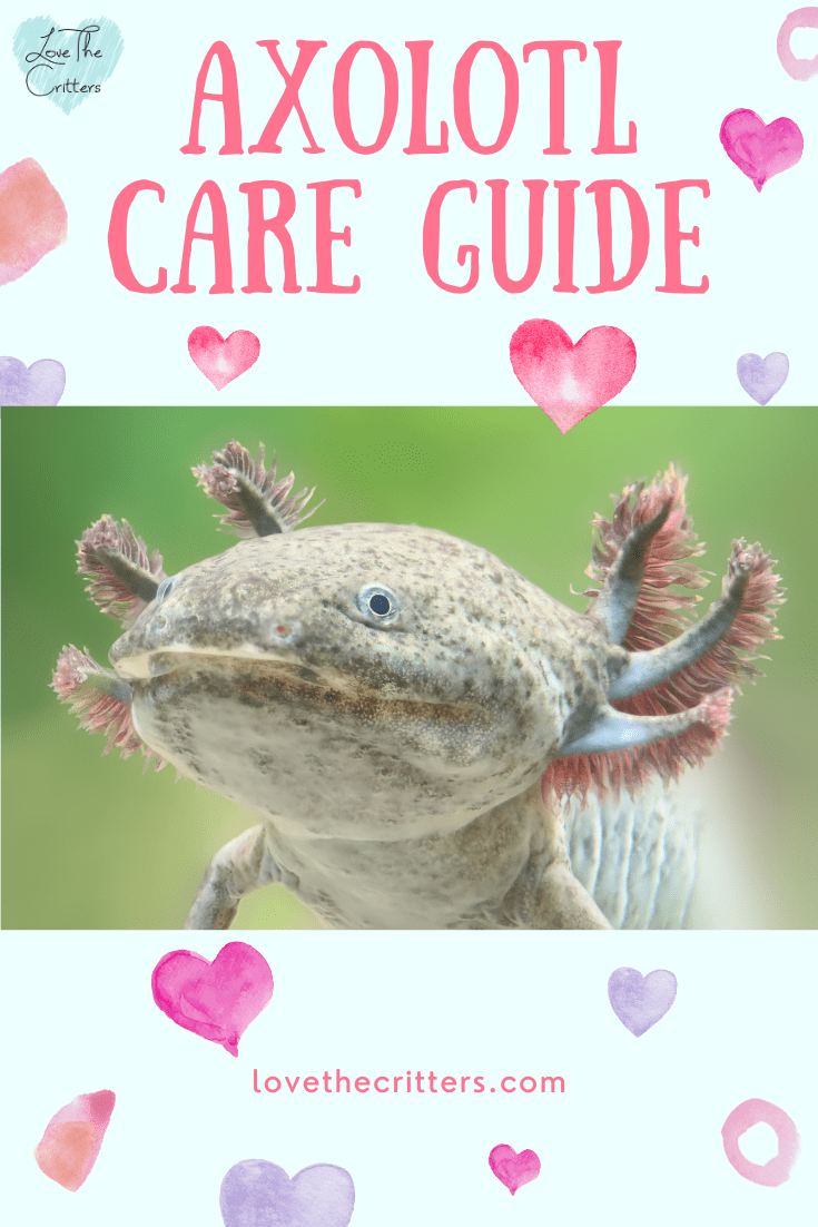 Axolotl Care Guide HD Wallpaper