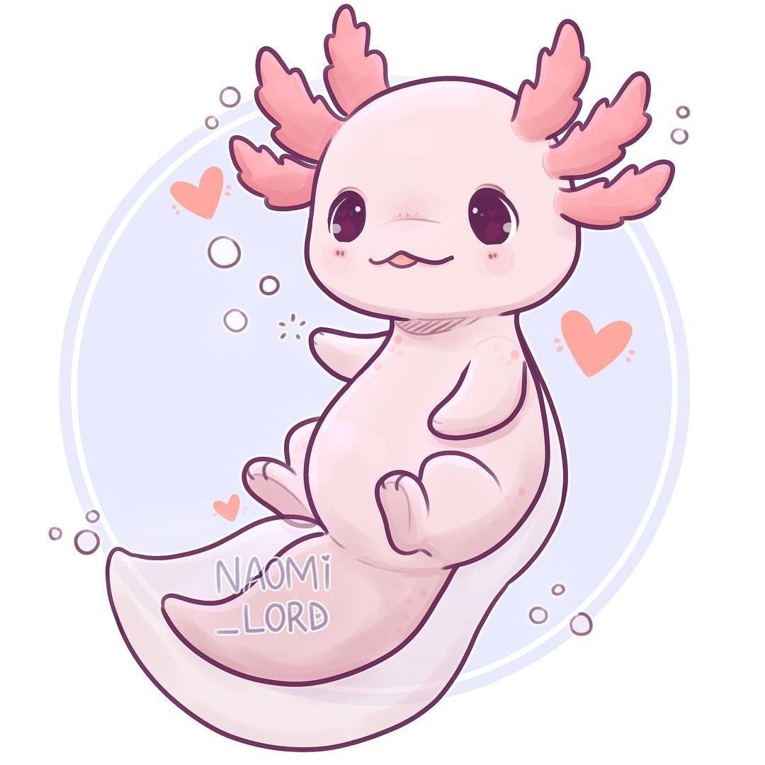 Axolotl cute
