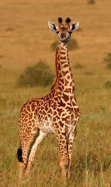 Baby Giraffe HD Wallpaper