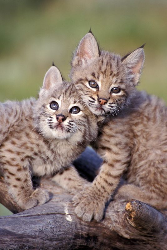 Baby Bobcats Are Very Sweet Images