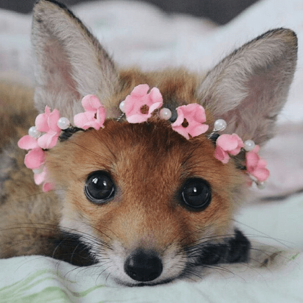 Baby Fox With A Flower Crown Images