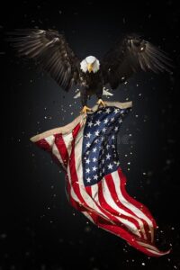 Bald Eagle Flying with American Flag Stock Illustration , Illustration of freedo HD Wallpaper