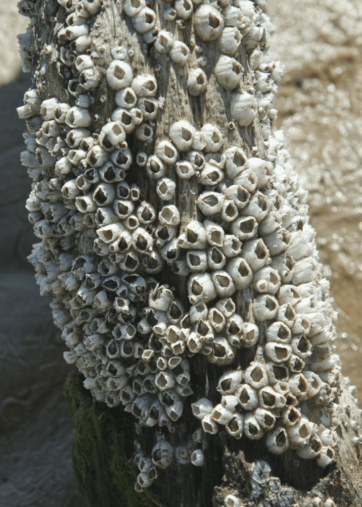 Barnacles A Beginning Images