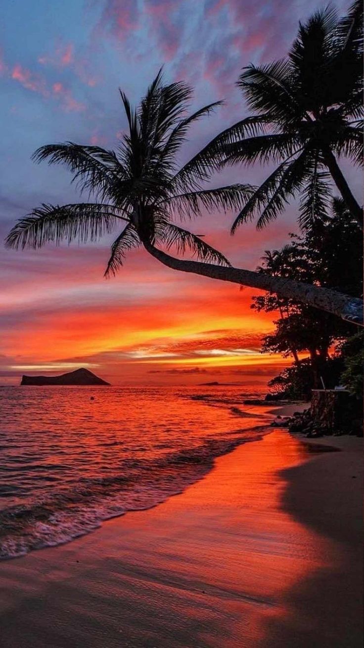 Beach sunset iphone wallpaper HD tropical beach palm tree sand coast waves locks
