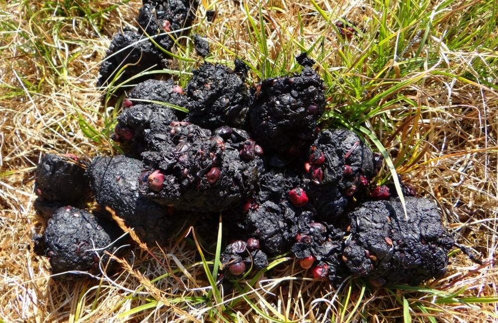 Bear Scat Identification Guide | Black And Grizzly Images