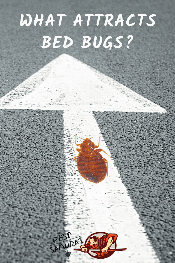 Bed Bug Preferences: What Attracts Bed Bugs?