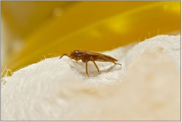 Bed Bugs On Clothes How To Get Rid Of Them