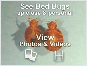 Bed Bugs Pest Control Tips From Exterminators Images