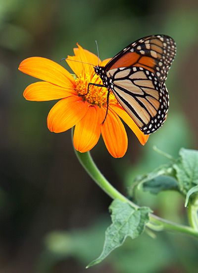 Best Flowers For Butterflies Images