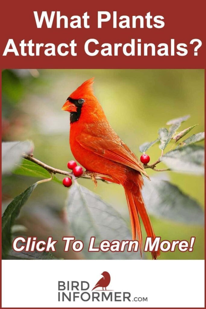 Best Plants That Attract Cardinals To Your Backyard Images