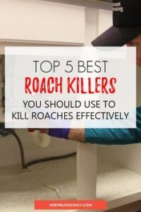 Best Roach Killer: TOP 5 Products That Kill Roaches Effectively HD Wallpaper